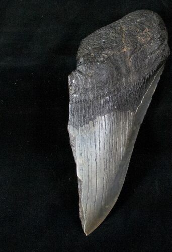 Half of a Megalodon Tooth #12666